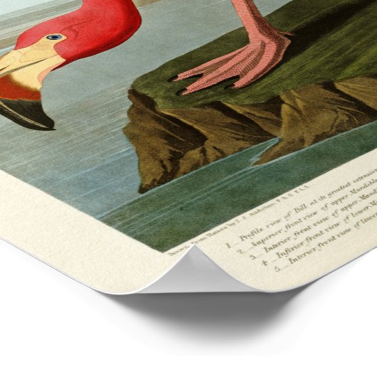 Poster Flamant rose américain John Audubon Birds of Ameri (Coin)