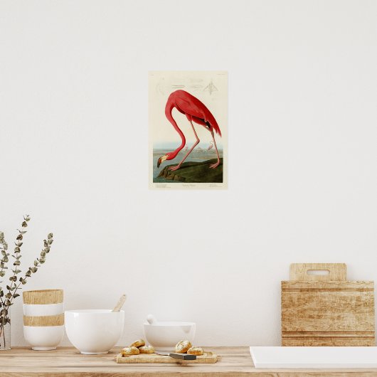 Poster Flamant rose américain John Audubon Birds of Ameri (Cuisine)