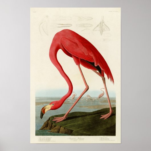 Poster Flamant rose américain John Audubon Birds of Ameri (Devant)