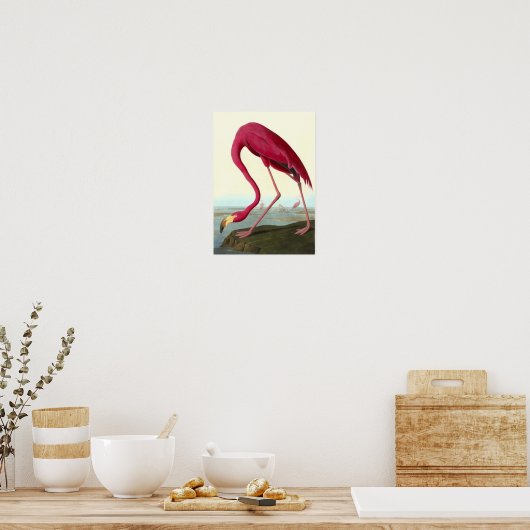 Poster Flamant rose américain, John James Audubon (Cuisine)