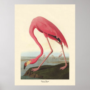 Poster Flamant rose américain John James Audubon