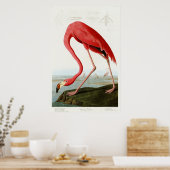 Poster Flamant rose américain par John James Audubon (Cuisine)