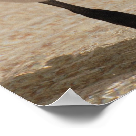 Poster Flamant rose bébé (Coin)