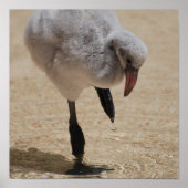 Poster Flamant rose bébé (Devant)