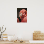 Poster Flamant rose chilien, Phoenicopterus chilensis (Cuisine)