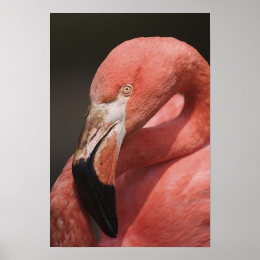 Poster Flamant rose chilien, Phoenicopterus chilensis (Devant)