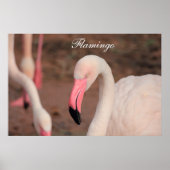 Poster Flamant rose d'affiches (Devant)