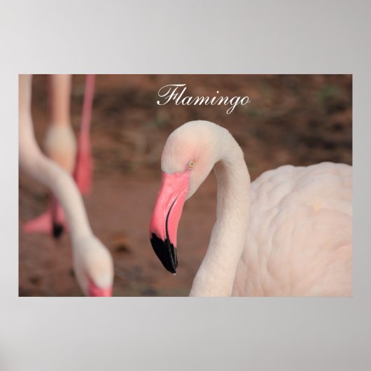 Poster Flamant rose d'affiches (Devant)