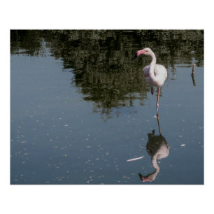Poster flamant rose dans l'eau