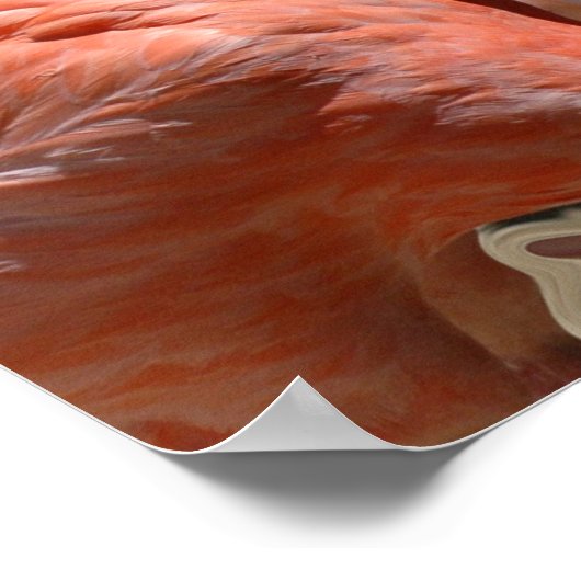 Poster Flamant rose Dreams (Coin)