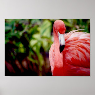 Poster Flamant rose Floride 1