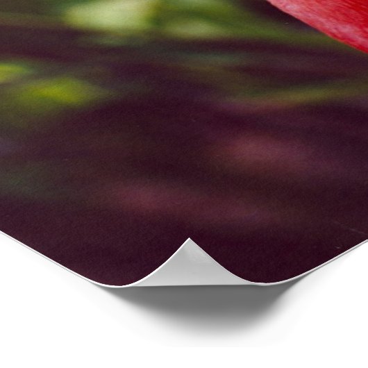 Poster Flamant rose Floride 2 (Coin)