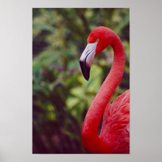 Poster Flamant rose Floride 2