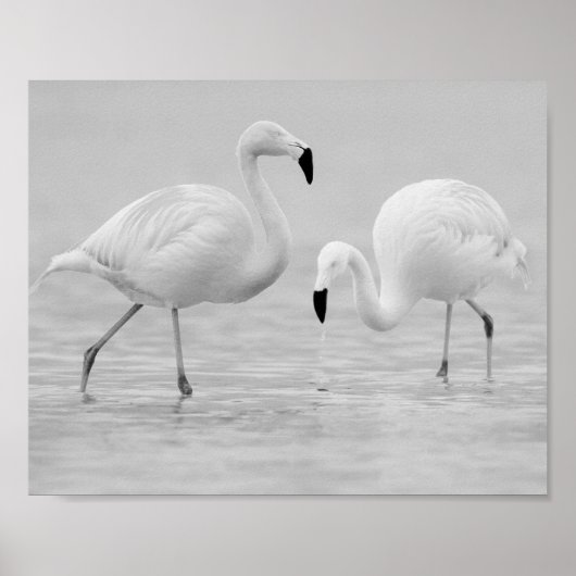 Poster Flamant rose noir et blanc Art tropical imprimable (Devant)