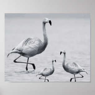 Poster Flamant rose noir et blanc Art tropical imprimable