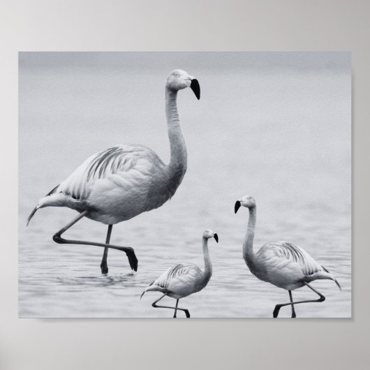 Poster Flamant rose noir et blanc Art tropical imprimable (Devant)