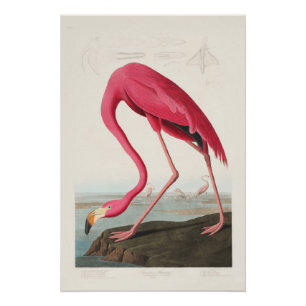 Poster Flamant rose par John Audubon
