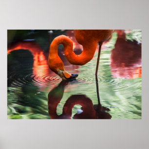 POSTER FLAMANT ROSE ROSE