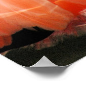 Poster Flamant rose rose (Coin)