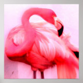 Poster Flamant rose rose (Devant)