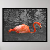 Poster Flamant rose rose (Devant)