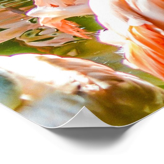 Poster Flamant rose rose (Coin)