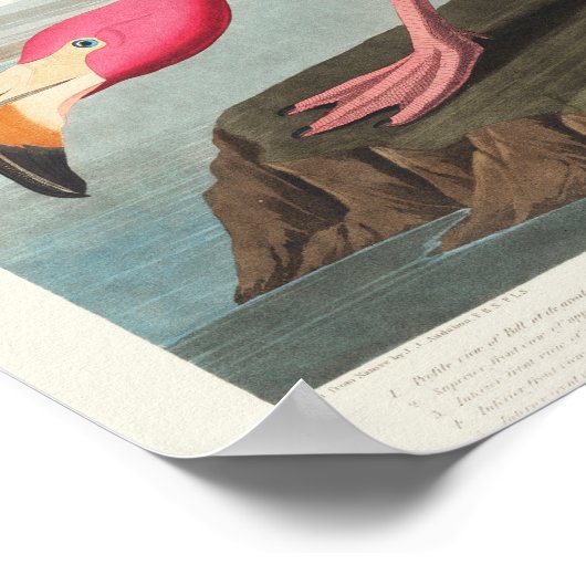 Poster Flamant rose rose (Coin)