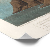 Poster Flamant rose rose des oiseaux d'Amérique (1827) (Coin)