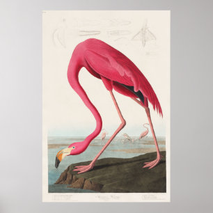 Poster Flamant rose rose des oiseaux d'Amérique (1827)