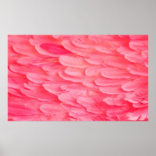 Poster Flamant rose rose Feathersflamingo, plume, rose, t (Devant)