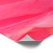 Poster Flamant rose rose Feathersflamingo, plume, rose, t (Coin)