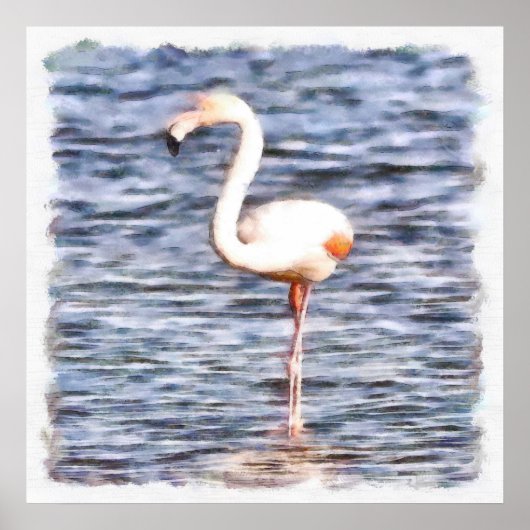 Poster Flamant rose sauvage (Devant)