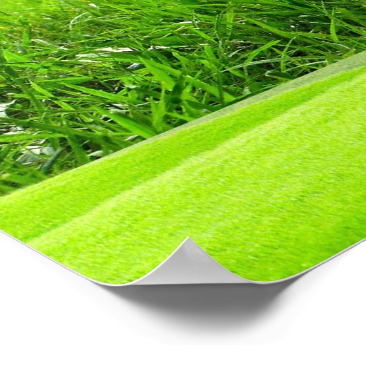 POSTER FLAMANT ROSE - SRF (Coin)