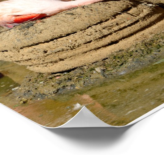 Poster Flamant rose sur son nid (Coin)