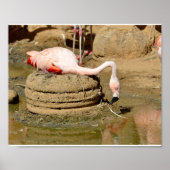 Poster Flamant rose sur son nid (Devant)