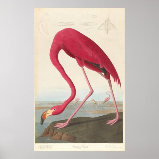 Poster Flamant rose vintage (1838) (Devant)