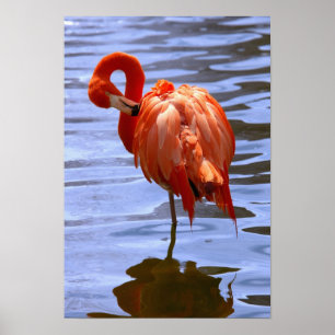 Poster Flamant sur une jambe dans l'eau