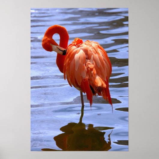 Poster Flamant sur une jambe dans l'eau (Devant)