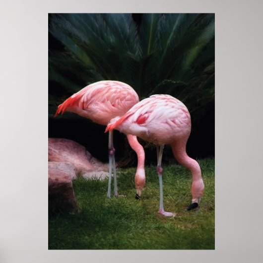 Poster Flamant - Un ensemble de flamants roses (Devant)