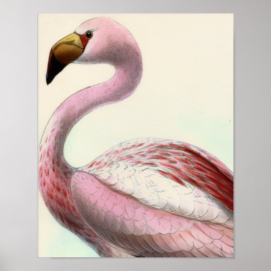 Poster Flamant Vintage (Devant)
