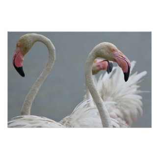 Poster flamants roses