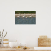 Poster Flamants roses (Cuisine)