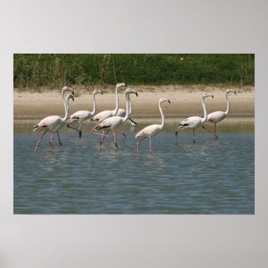 Poster Flamants roses (Devant)