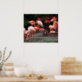 Poster Flamants roses (Cuisine)