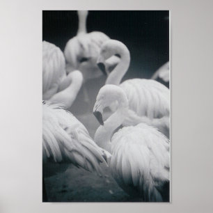 Poster Flamants roses