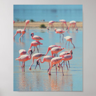 Poster Flamants roses à Sunrise