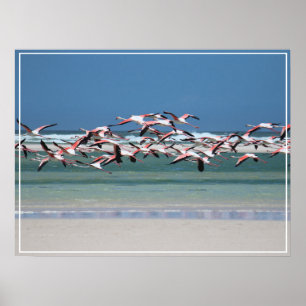 Poster Flamants roses-affiches