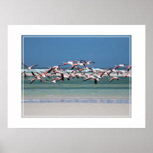 Poster Flamants roses-affiches