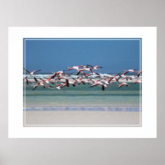 Poster Flamants roses-affiches (Devant)