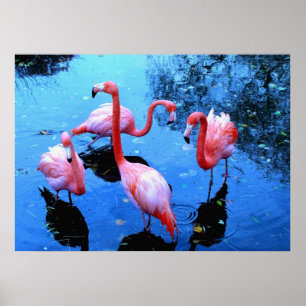 Poster Flamants roses dansant